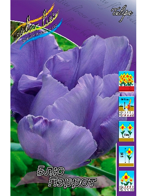 Блю пэррот тюльпан фото и описание